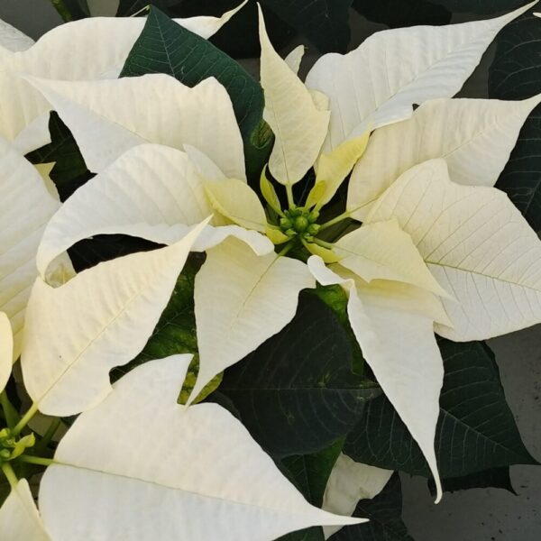 Creamy White Poinsettia Plant