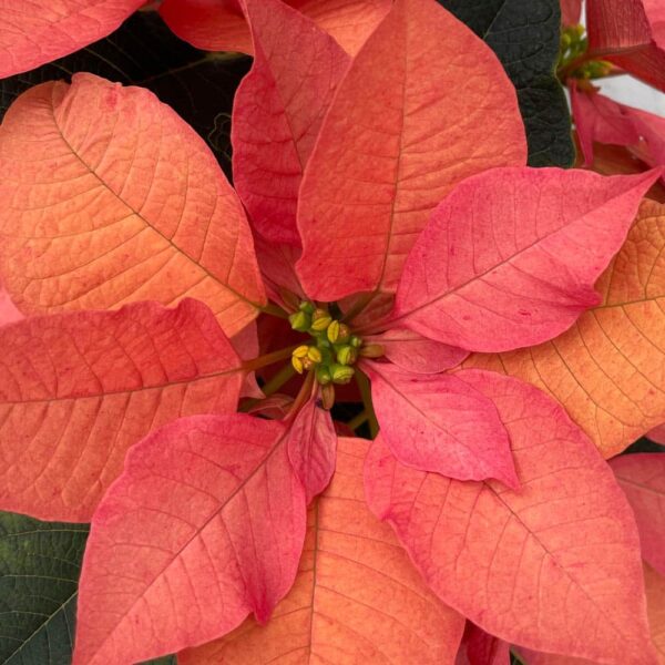 Peppermint Poinsettia Plant