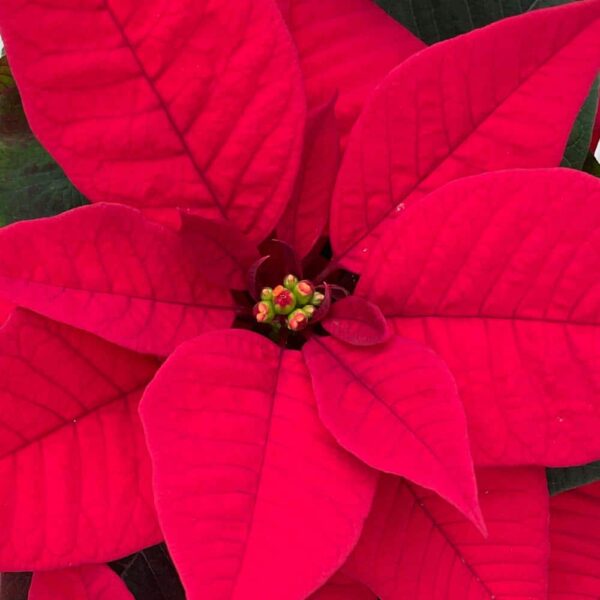 Red Poinsettia Plant