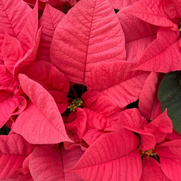 Pink Poinsettia Plant