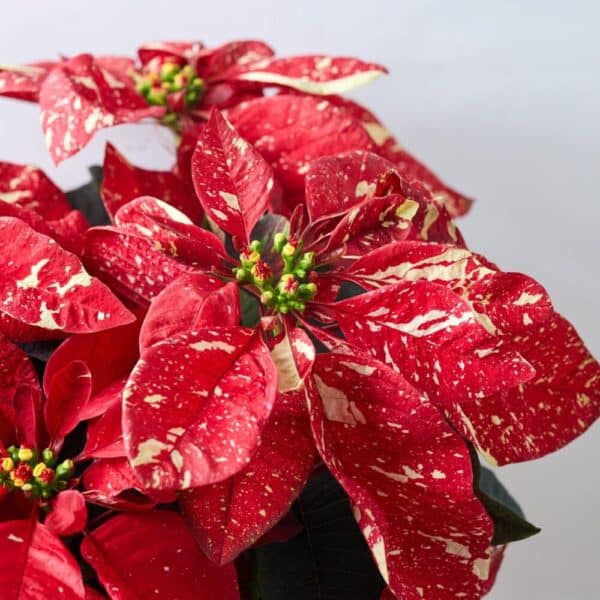 Glitter Poinsettia Plant