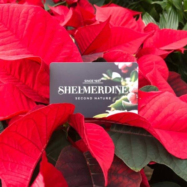 Shelmerdine $75 Fundraiser Giftcard